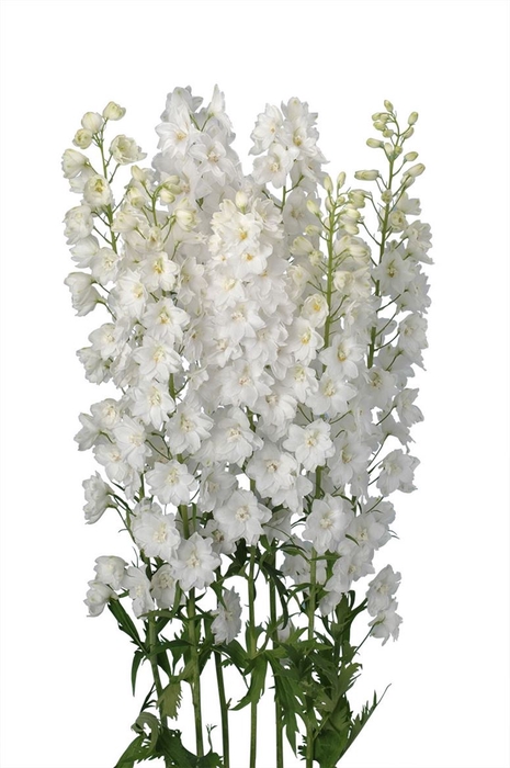 <h4>Delphinium Triton White</h4>