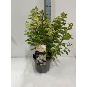 Hydrangea pan.