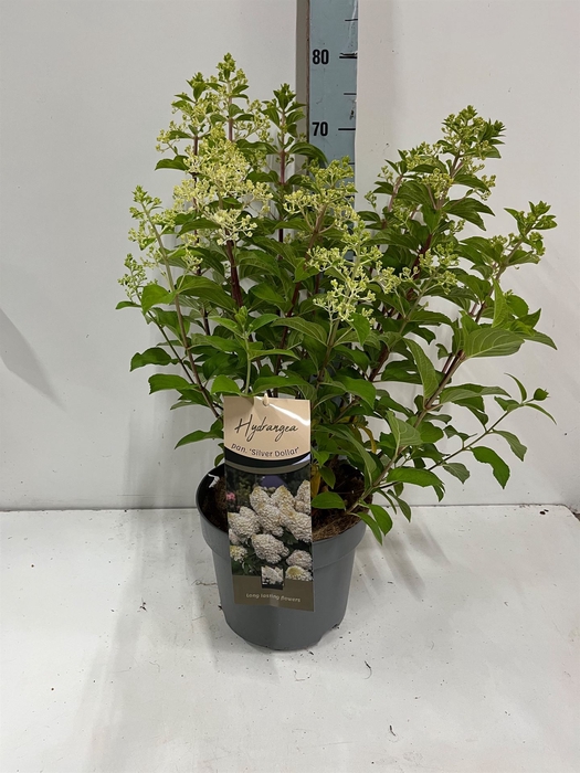 <h4>Hydrangea pan.</h4>