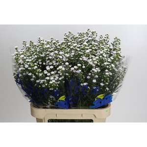 Aster White Gypsy