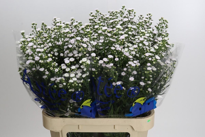 <h4>Aster White Gypsy</h4>