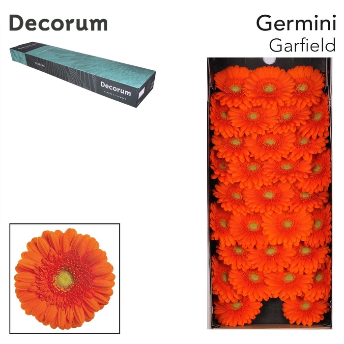 <h4>GE MI GARFIELD Doos x60</h4>