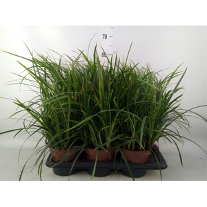 Carex morrowii