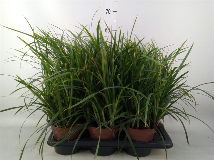 <h4>Carex morrowii</h4>