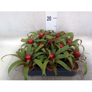 Guzmania  'Hope'