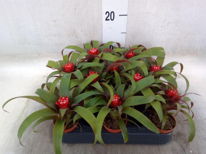 <h4>Guzmania  'Hope'</h4>