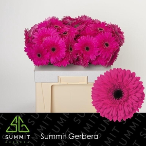 Gerbera Madeira Water