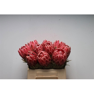 PROTEA VENUS