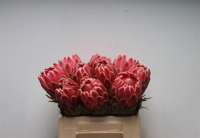 <h4>PROTEA VENUS</h4>