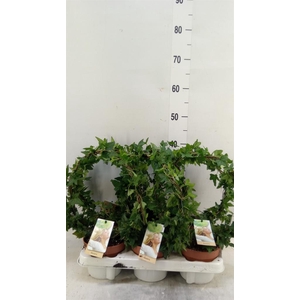 Hedera   ...green leafed