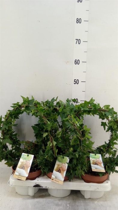 <h4>Hedera   ...green leafed</h4>