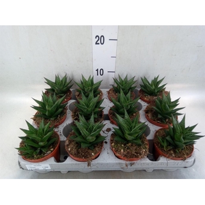 Haworthia limifolia