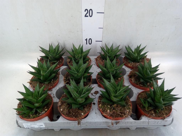 <h4>Haworthia limifolia</h4>