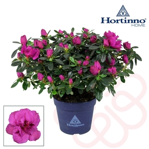 Hortinno® Home 'Christine Violet' 25 - 27 cm