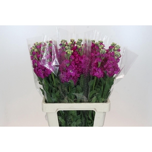 Matthiola Iron Rose