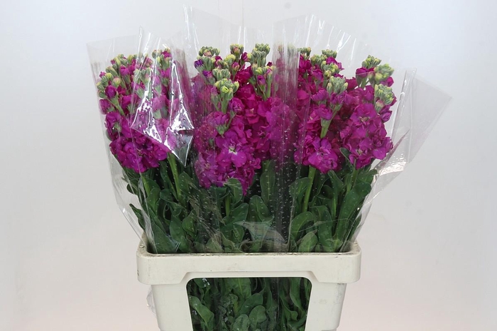 Matthiola Iron Rose