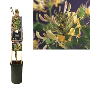 Lonicera periclymenum +3.0 label