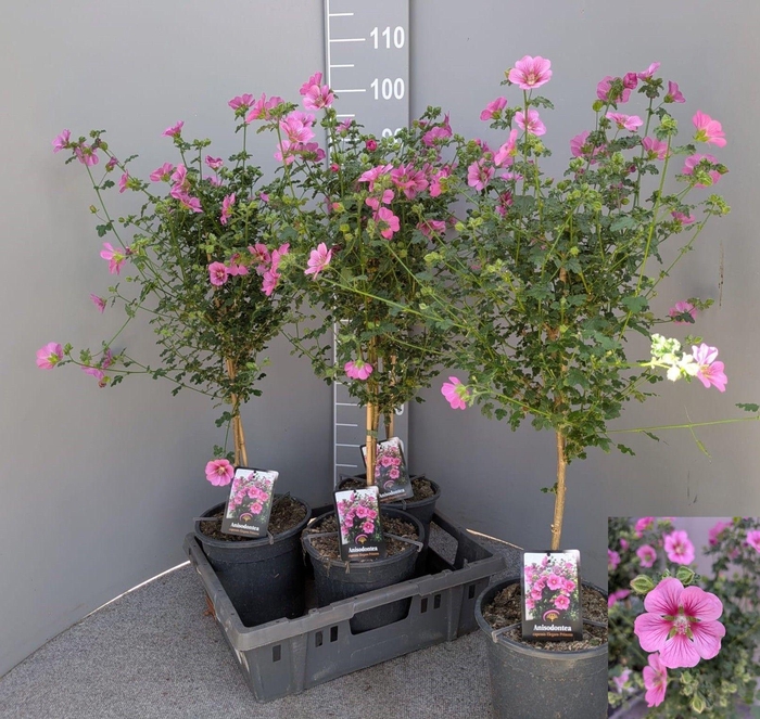 <h4>ANIS CAP EL PRINCESS</h4>