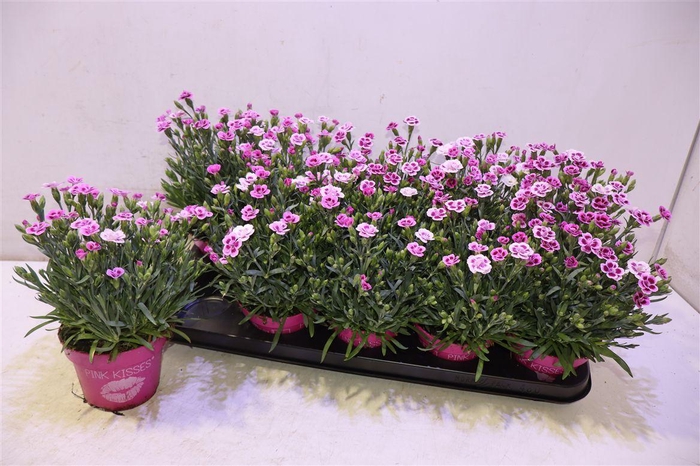 <h4>arr8 Dian Di Pink Kisses</h4>