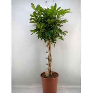 Schefflera arbor. 'Compacta'