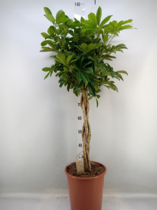 <h4>Schefflera arbor. 'Compacta'</h4>