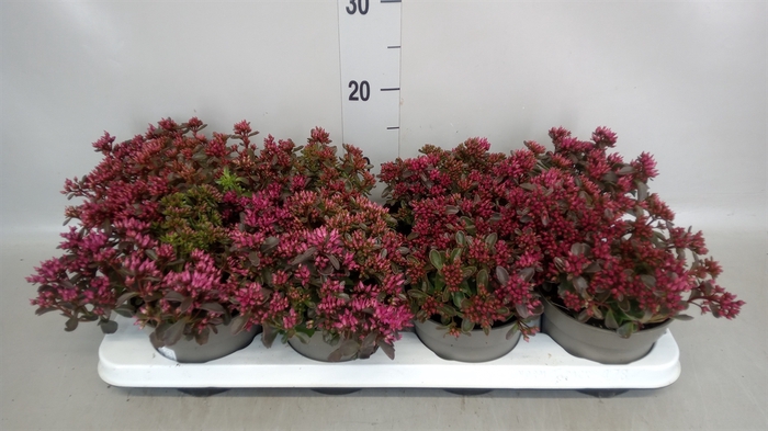 <h4>Sedum spurium 'Spot on deep Rose'</h4>