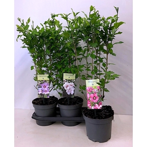 HIBISCUS SYRIACUS