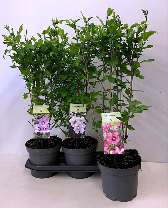 <h4>HIBISCUS SYRIACUS</h4>