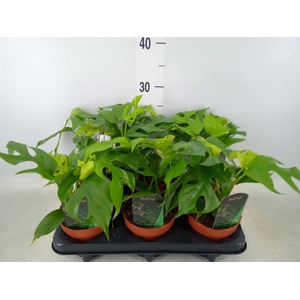 Rhaphidophora tetrasperma