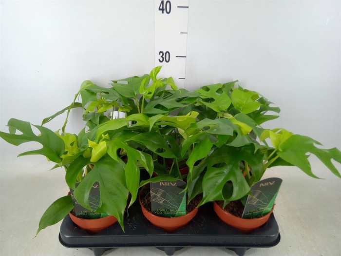 <h4>Rhaphidophora tetrasperma</h4>