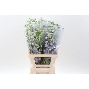 Delph Du Mag F Laven