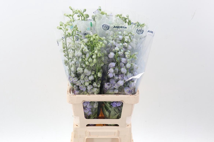 <h4>Delph Du Mag F Laven</h4>