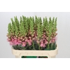Antirrhinum Potomac Rose