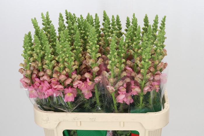 <h4>Antirrhinum Potomac Rose</h4>
