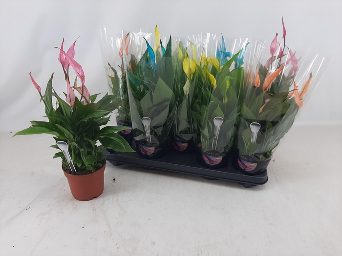 <h4>SPATH BELLINI</h4>