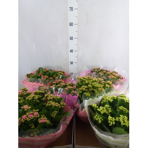 Kalanchoe blos.   ..rosebud mix  4