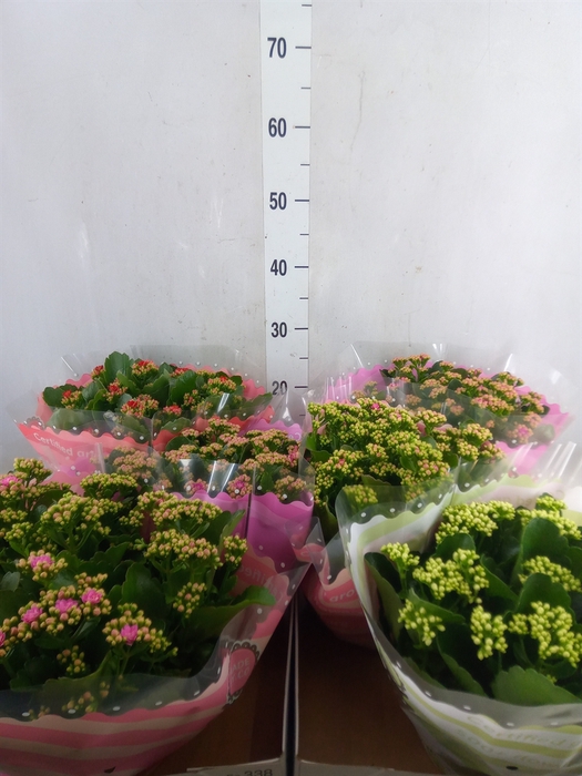 <h4>Kalanchoe blos.   ..rosebud mix  4</h4>