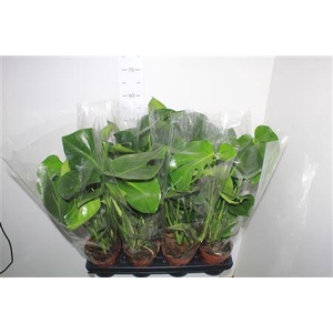 Monstera Deliciosa
