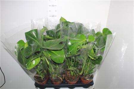 <h4>Monstera Deliciosa</h4>