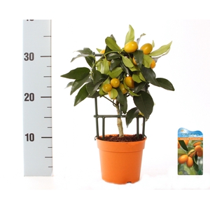 Citrus Kumquat Nagami trellis