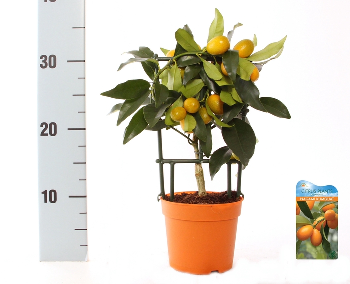 <h4>Citrus Kumquat Nagami trellis</h4>