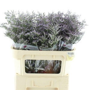 Limonium Skylight
