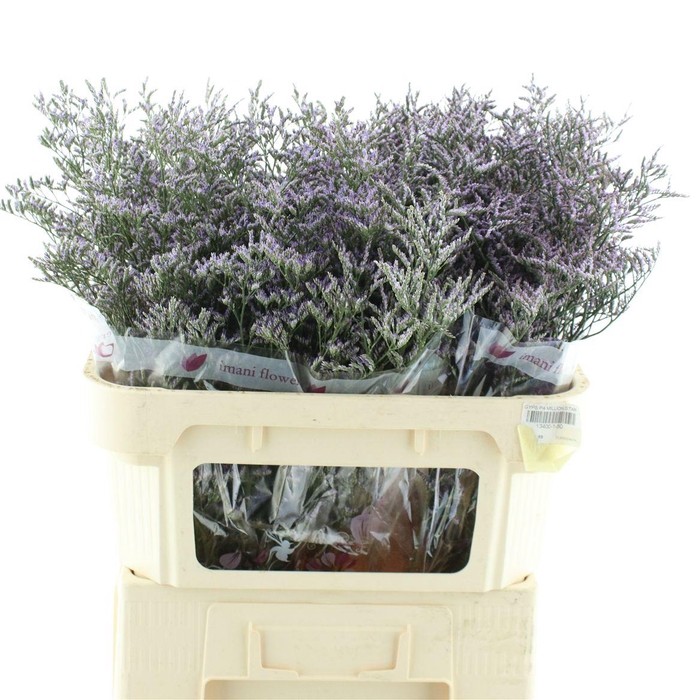 <h4>Limonium Skylight</h4>