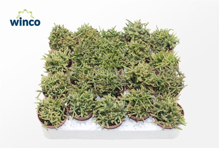 <h4>Rhipsalis Burchelli</h4>