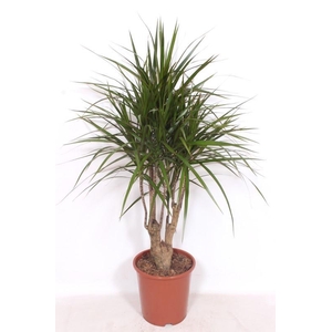 Dracaena marginata