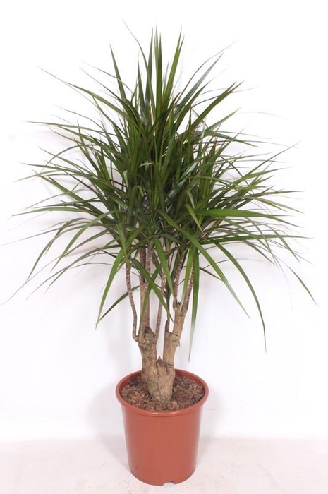 <h4>Dracaena marginata</h4>