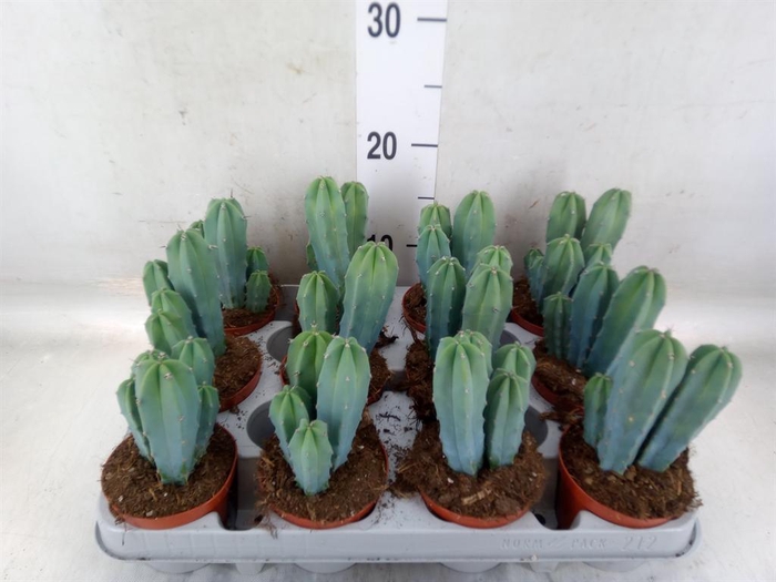 <h4>Cereus   ...</h4>