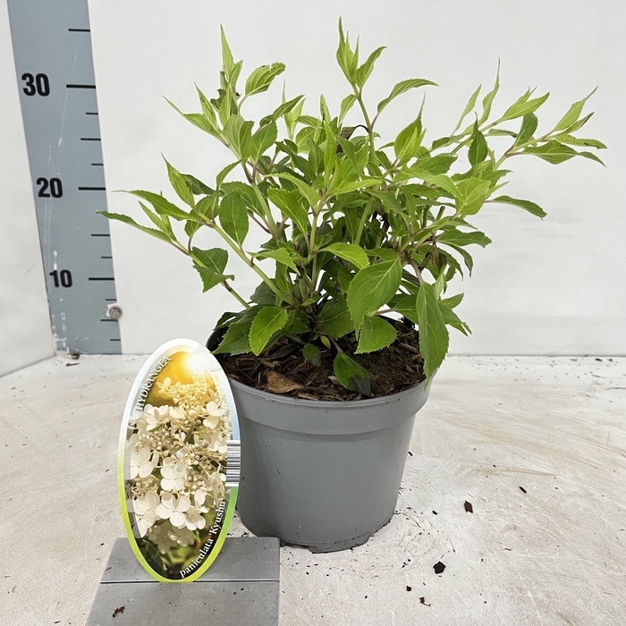 <h4>Hydrangea paniculata Kyushu</h4>