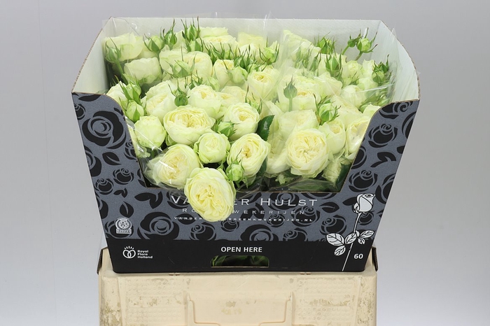 <h4>Rosa Tr Ayala!</h4>