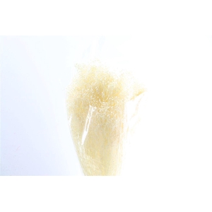 Dried Brooms Bleached Bunch